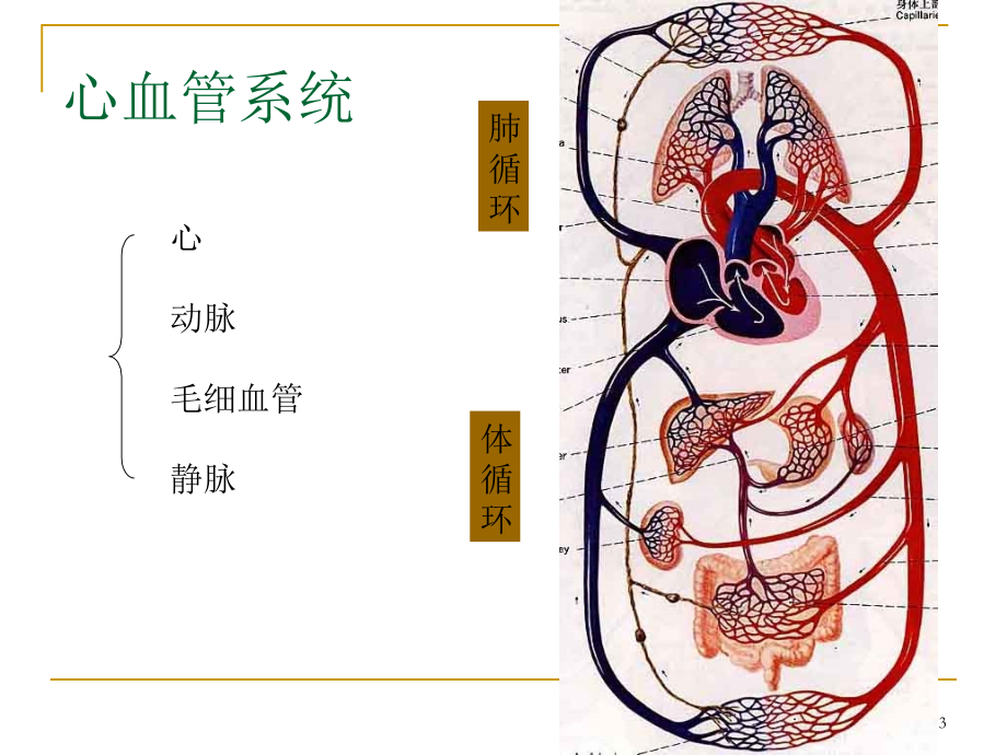 心血管系统解剖PPT参考课件.ppt_第3页