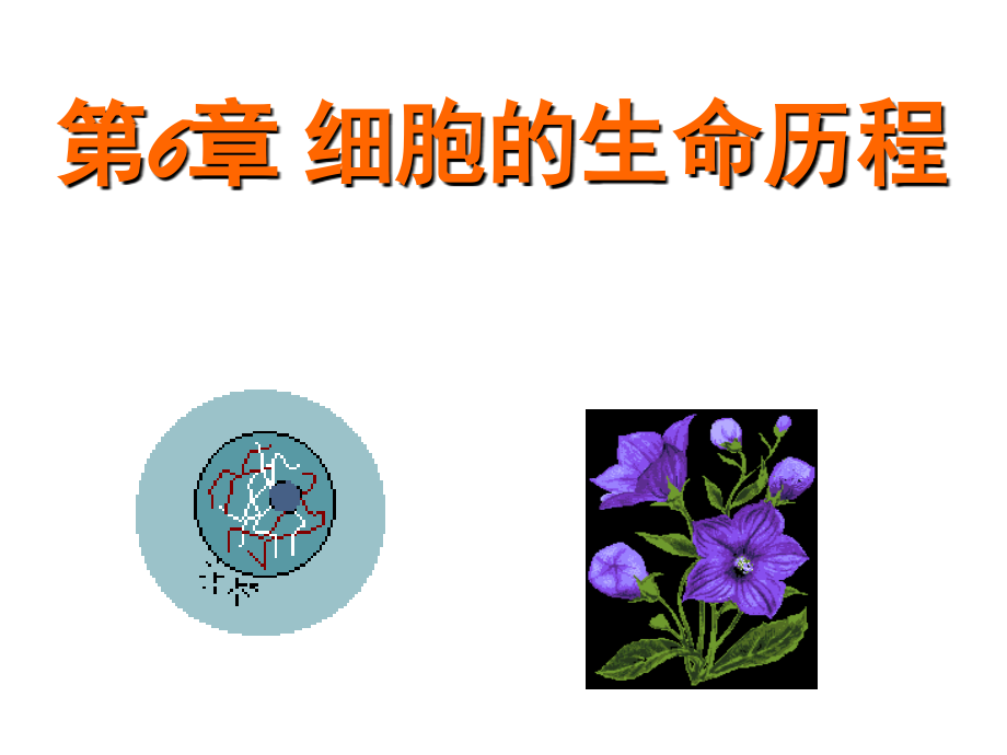 市级公开课--细胞的增殖(课堂PPT).ppt_第1页