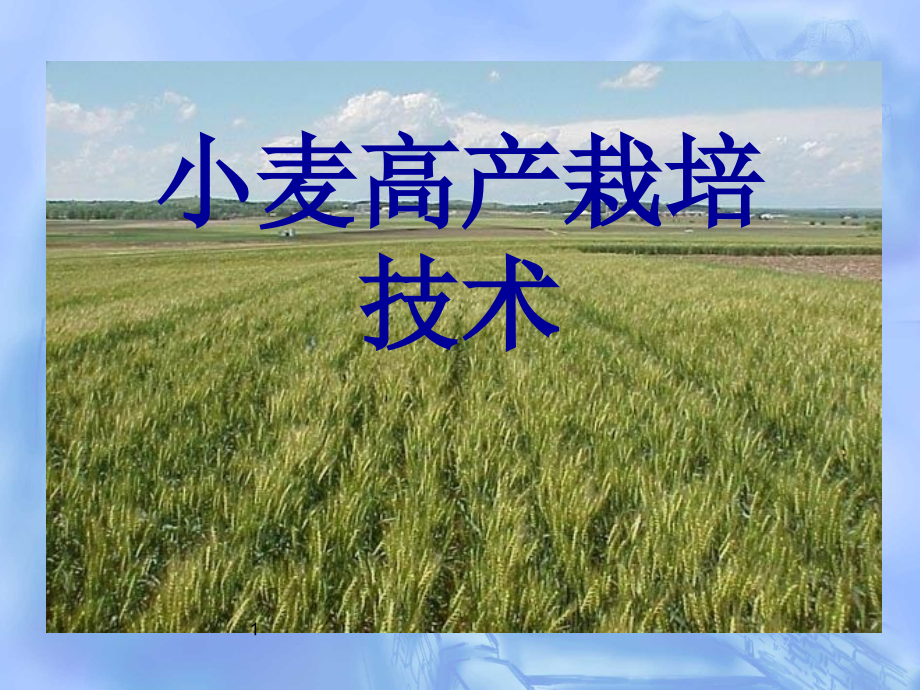 小麦高产栽培技术.ppt_第1页