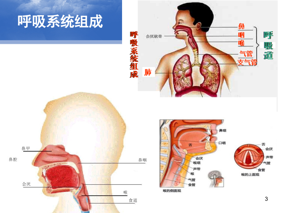 常见疾病预防之急性上呼吸道感染(感冒)课件.ppt_第3页