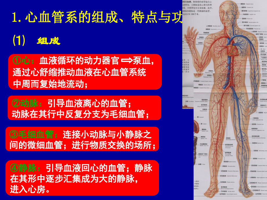 心血管系统PPT参考课件.ppt_第3页