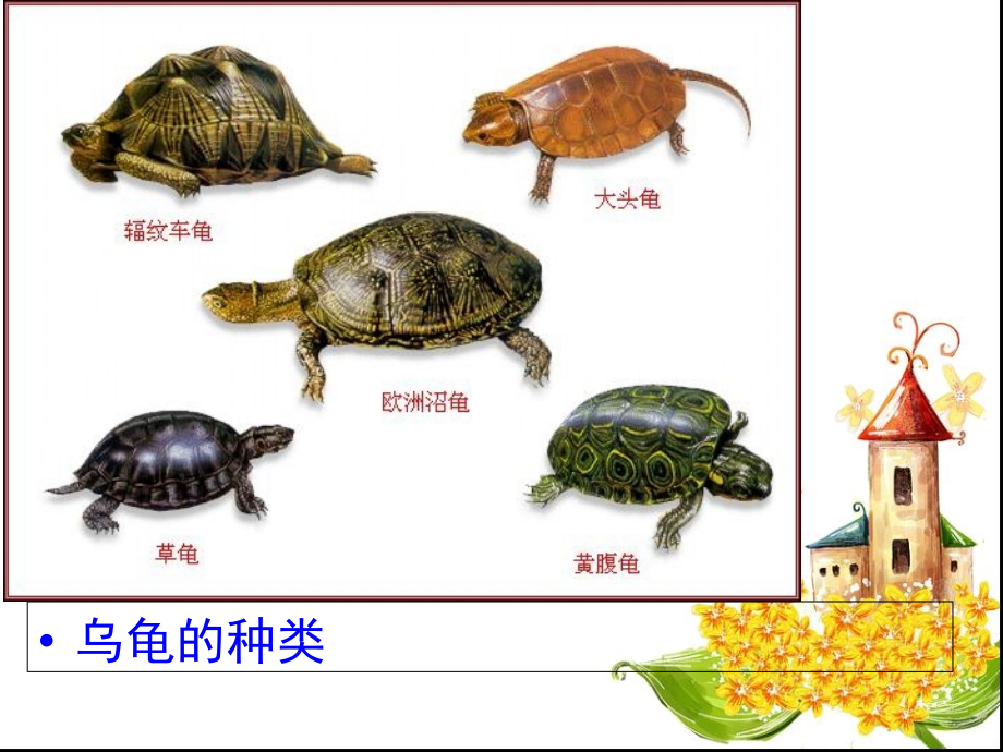 小班科学教案认识小乌龟(课堂PPT).ppt_第3页