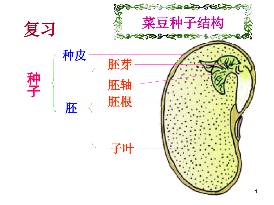 第一节-种子的萌发.ppt_第1页