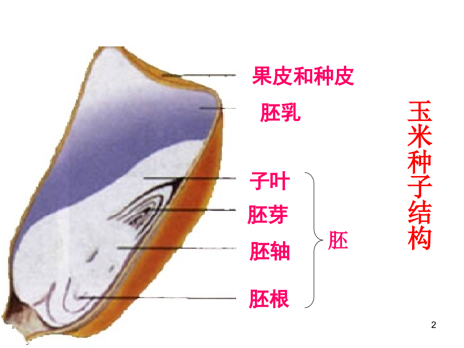 第一节-种子的萌发.ppt_第2页