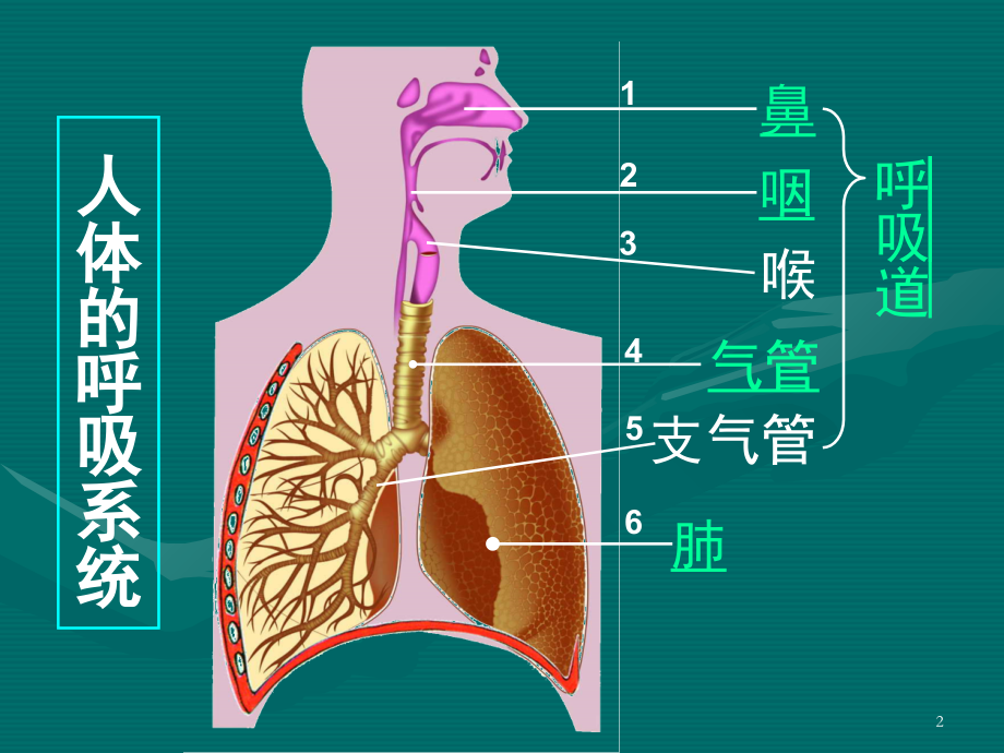 七年级生物人体的呼吸.ppt_第2页