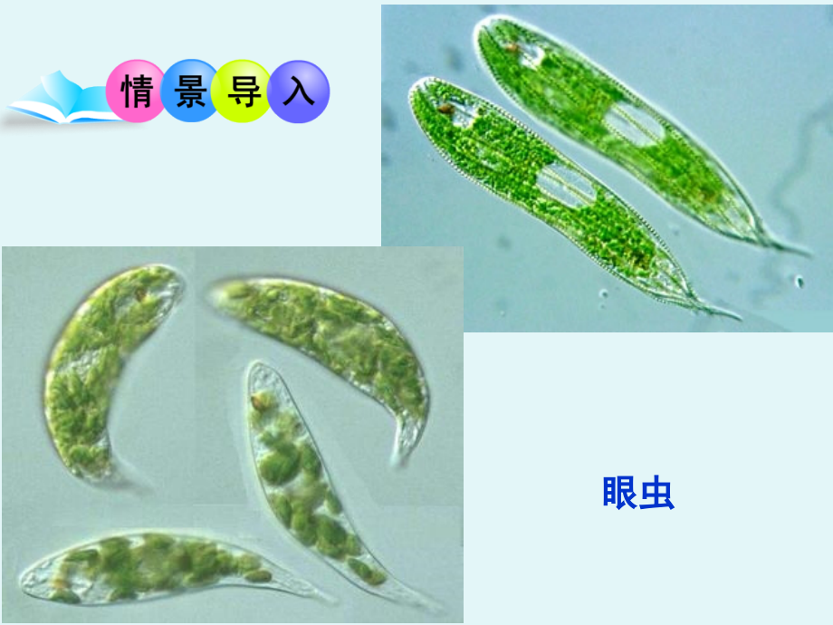 单细胞生物.ppt.ppt_第1页