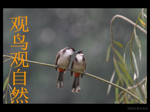 常见鸟类识别(课堂PPT).ppt