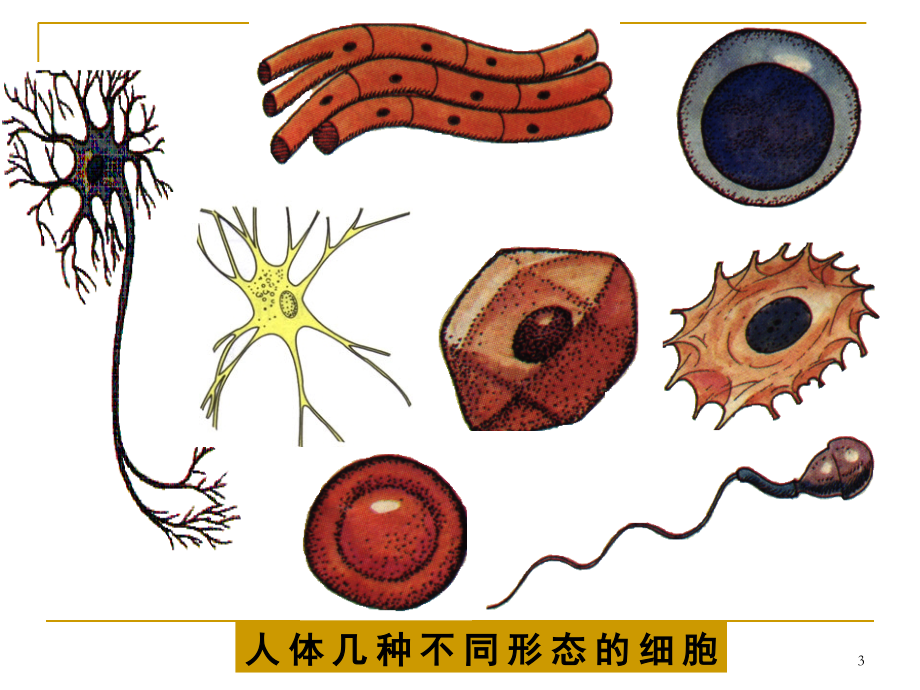 七年级生物细胞的基本结构和功能.ppt_第3页