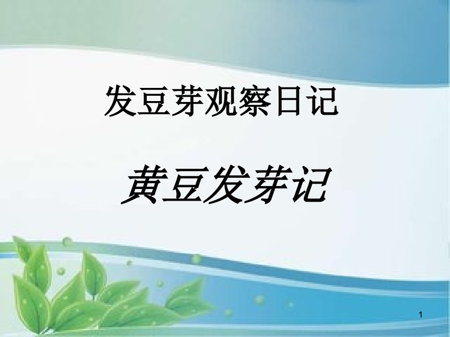 发豆芽观察日记.ppt_第1页