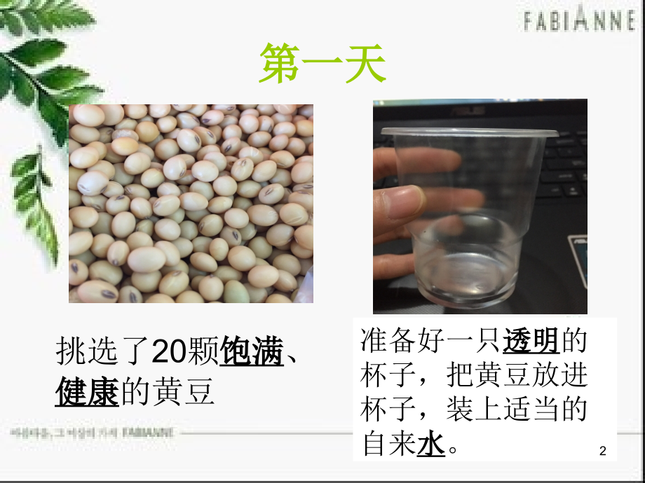 发豆芽观察日记.ppt_第2页