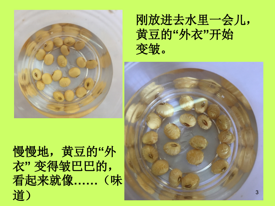 发豆芽观察日记.ppt_第3页