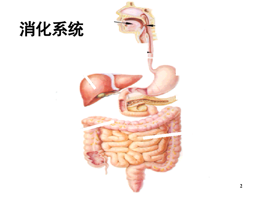 小肠是消化和吸收的主要器官(课堂PPT).ppt_第2页