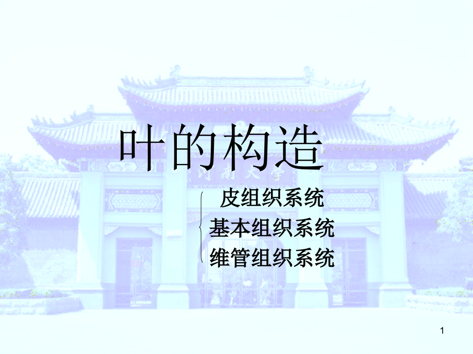 叶解剖结构课件.ppt_第1页