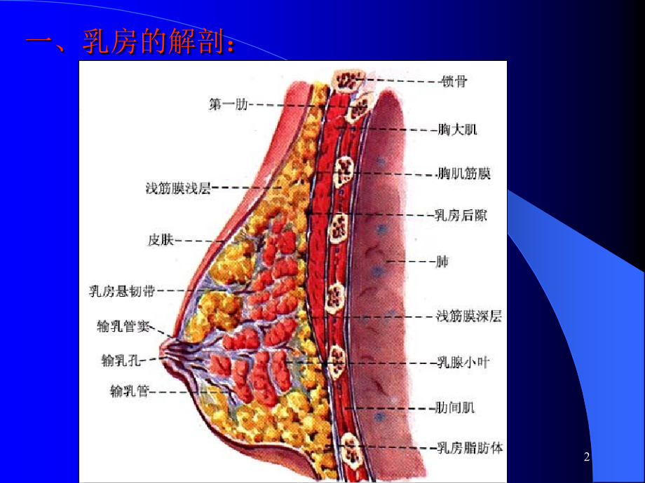 乳房的结构及相关知识.ppt_第2页