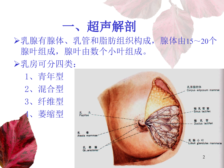 乳腺和甲状腺的超声学检查演示课件.ppt_第2页