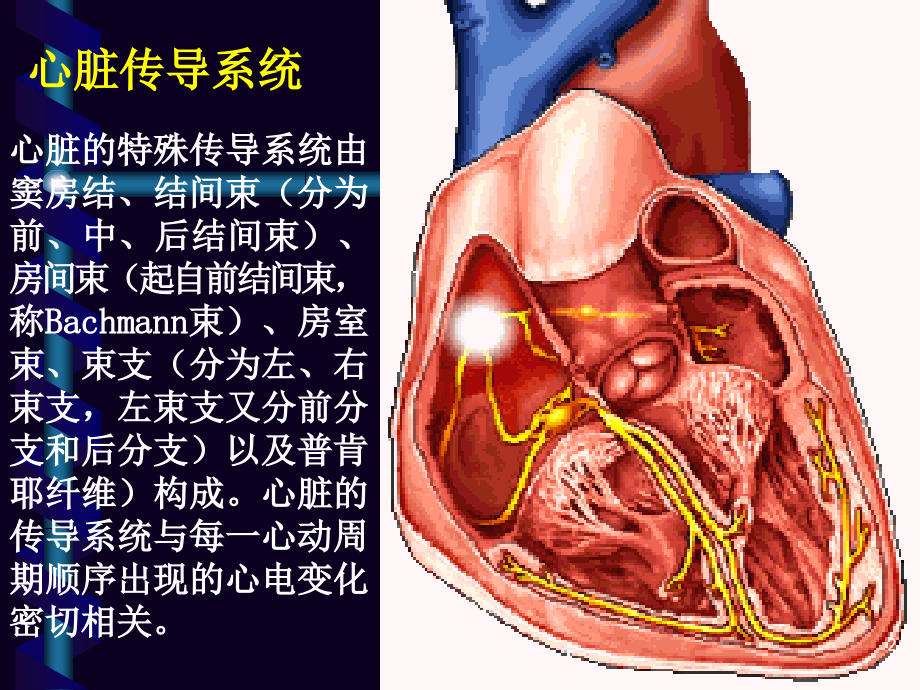 室早及室速的体表心电图定位.ppt_第2页