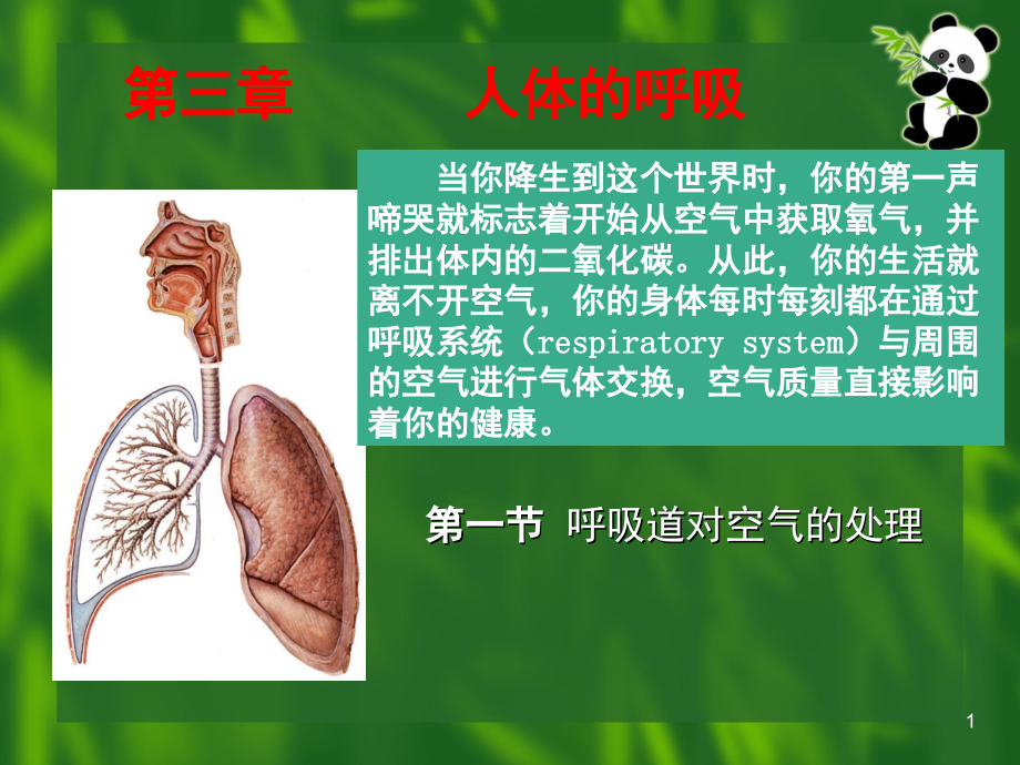 七年级生物下册呼吸道对空气的处理.ppt_第1页