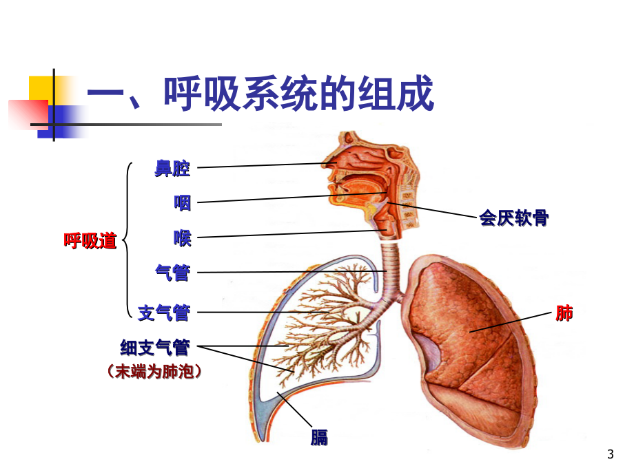 七年级生物下册呼吸道对空气的处理.ppt_第3页