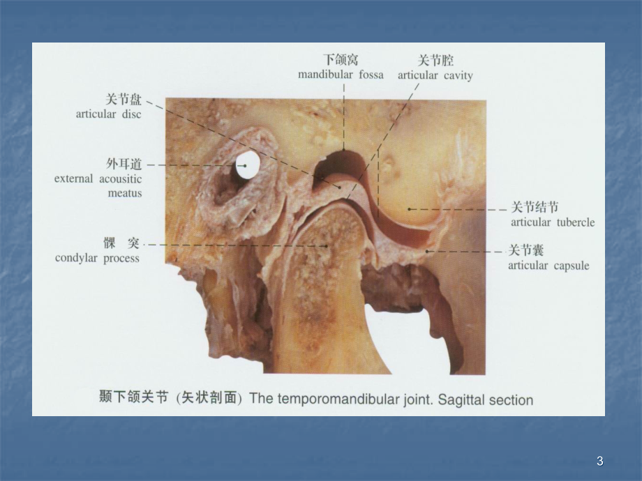 口腔解剖生理学-颞下颌关节PPT参考课件.ppt_第3页