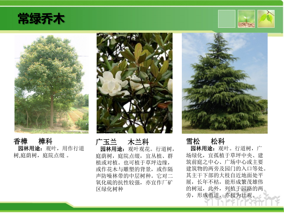 小区景观设计常用植物(湖南地区)优秀课件.ppt_第3页