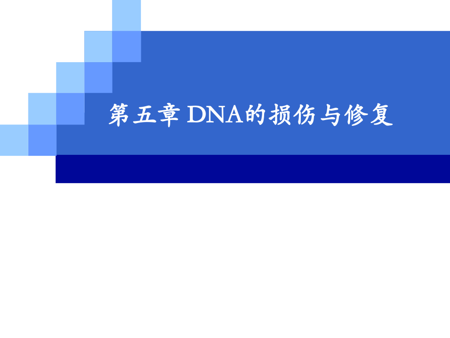 DNA的损伤与修复PPT参考课件.ppt_第2页