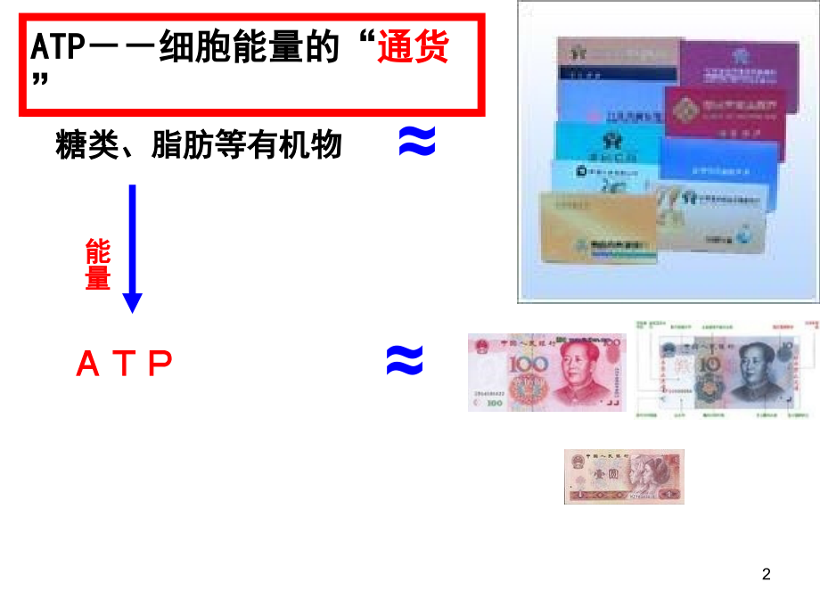 ATP与细胞呼吸一轮复习(课堂PPT).ppt_第2页