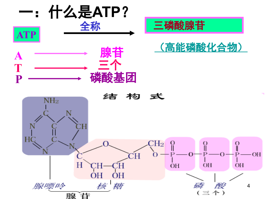 ATP与细胞呼吸一轮复习(课堂PPT).ppt_第3页