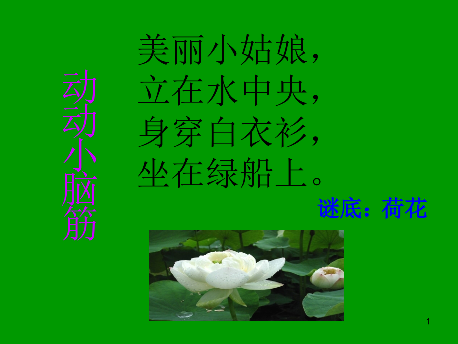 (课件)小学语文《荷花》.ppt_第1页