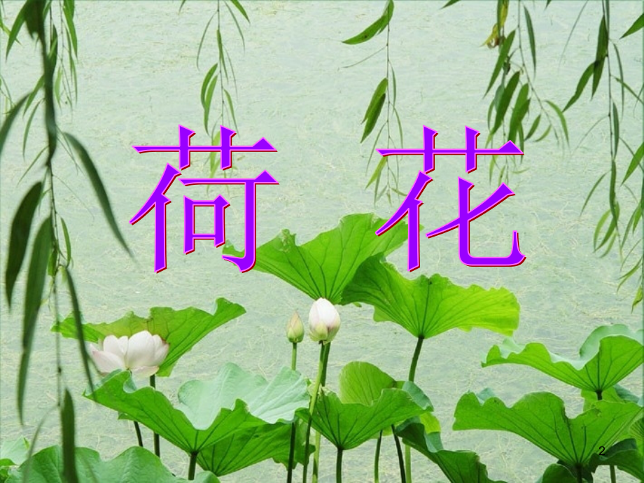 (课件)小学语文《荷花》.ppt_第2页