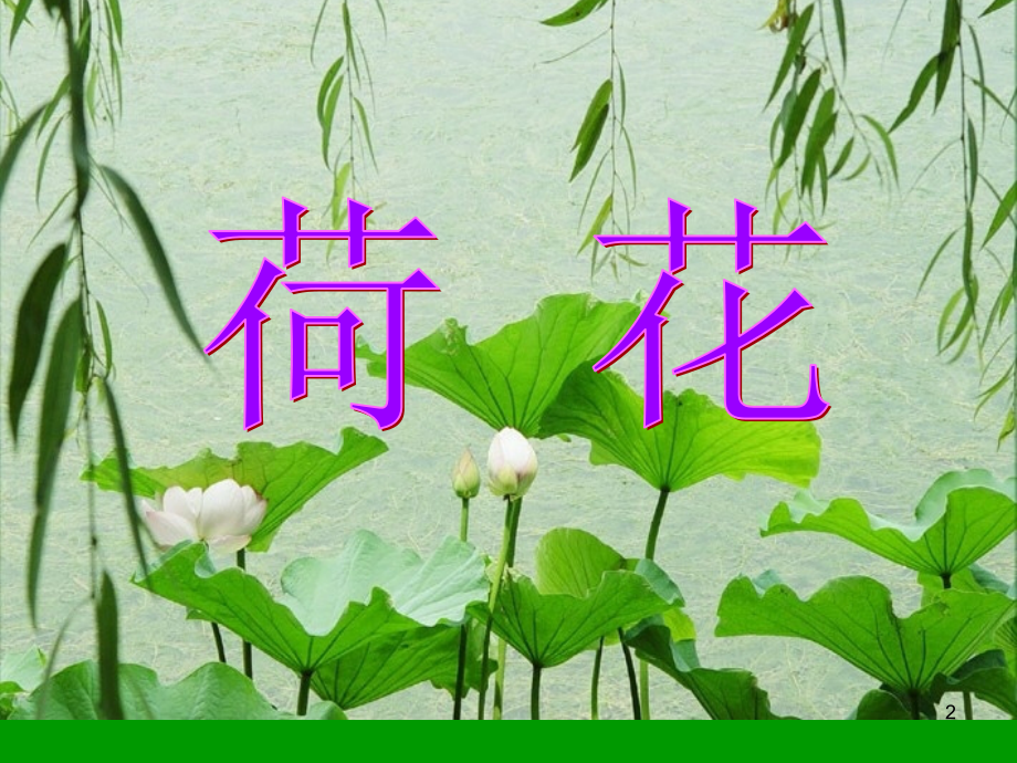 (课件)优质课《荷花》.ppt_第2页