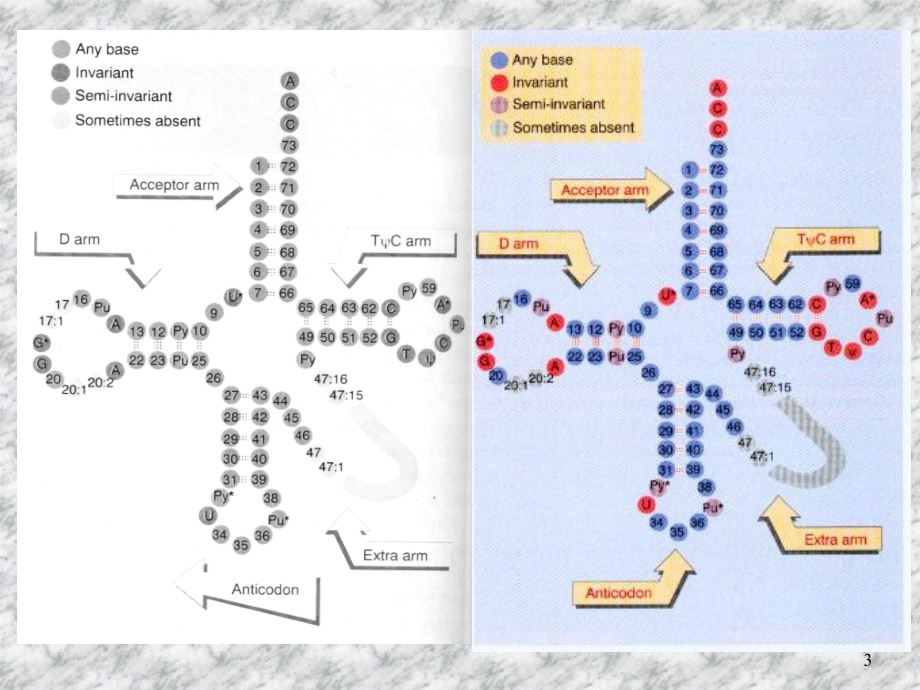 tRNA的结构和功能(课堂PPT).ppt_第3页