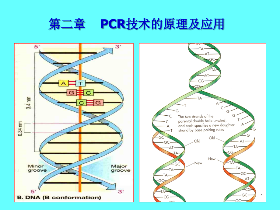 PCR的原理与应用.ppt_第1页