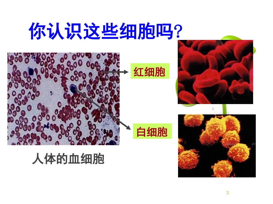 高一生物必修1显微镜的使用(课堂PPT).ppt_第3页