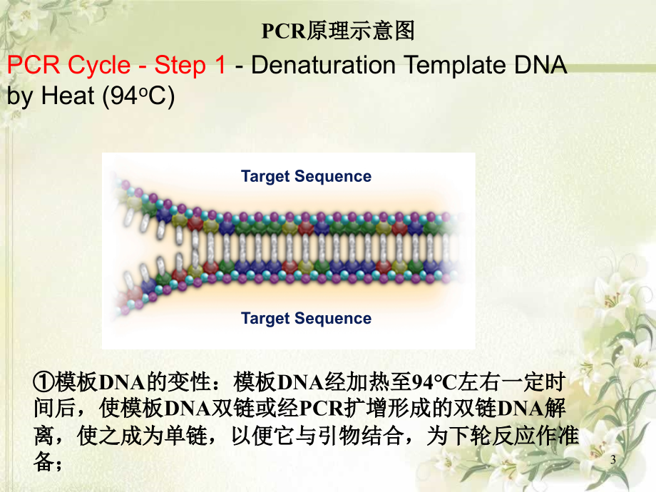 PCR仪原理及其应用.ppt_第3页