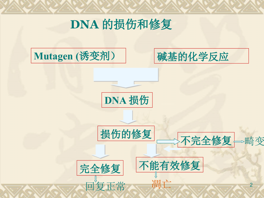 DNA的损伤和修复课件.ppt_第2页