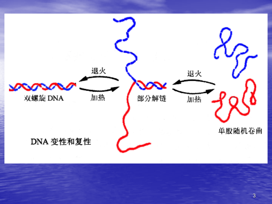 PCR技术原理.ppt_第3页