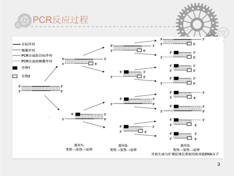 PCR技术及测序.ppt_第3页