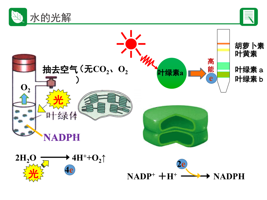 光反应过程(课堂PPT).ppt_第2页