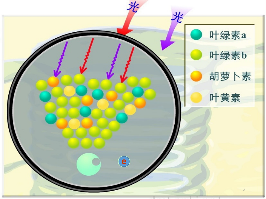 光反应过程(课堂PPT).ppt_第3页