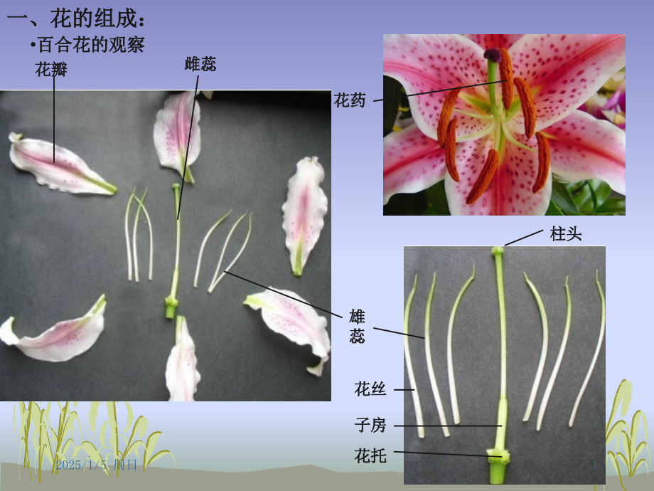 植物学实验五.pptx_第1页