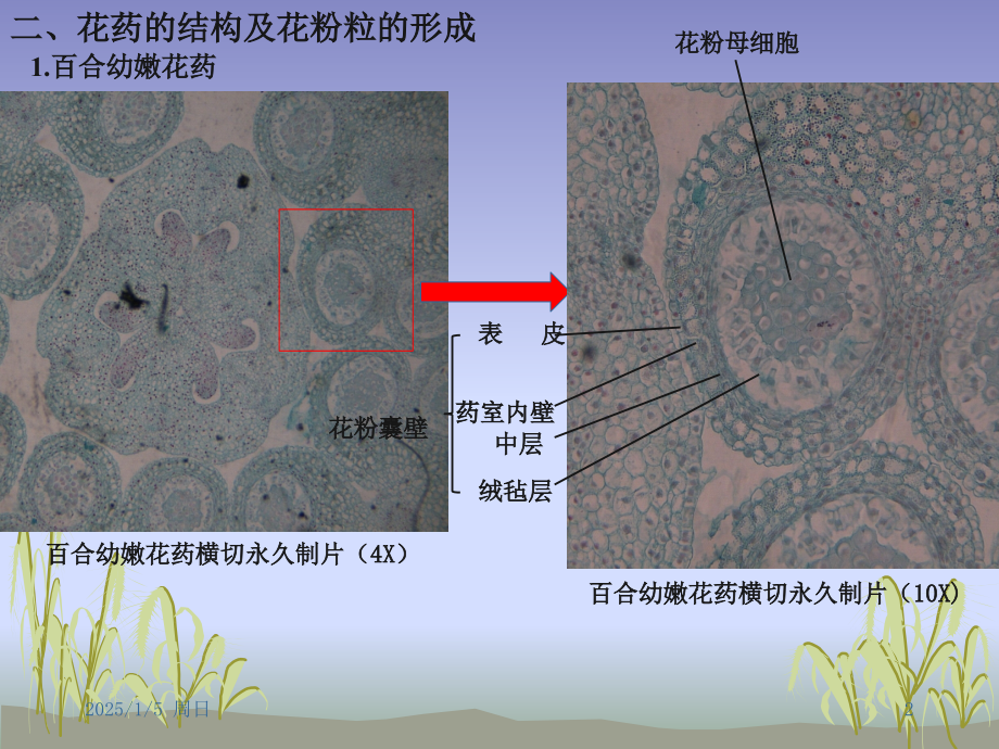 植物学实验五.pptx_第2页