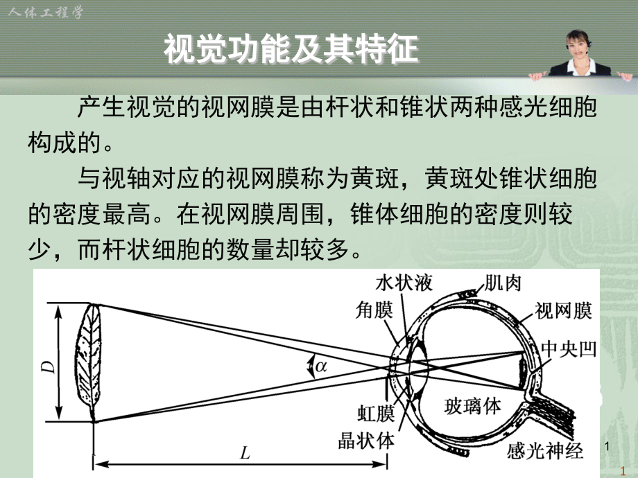 人体工程学与视觉传达设计PPT文档.ppt_第2页