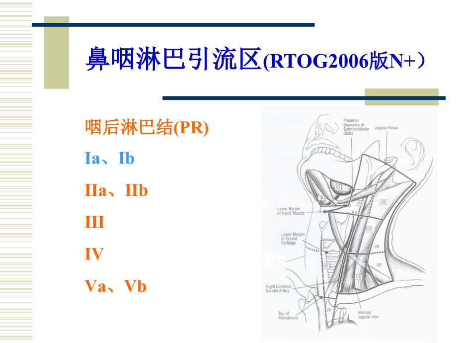 鼻咽癌淋巴引流区定界.pptx_第1页