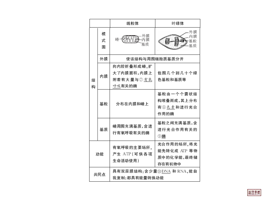 高三生物细胞质.pptx_第3页