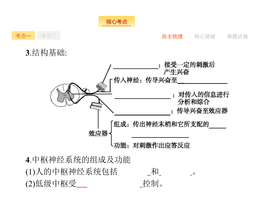 高三生物苏教版一轮复习课件102神经调节.pptx_第3页