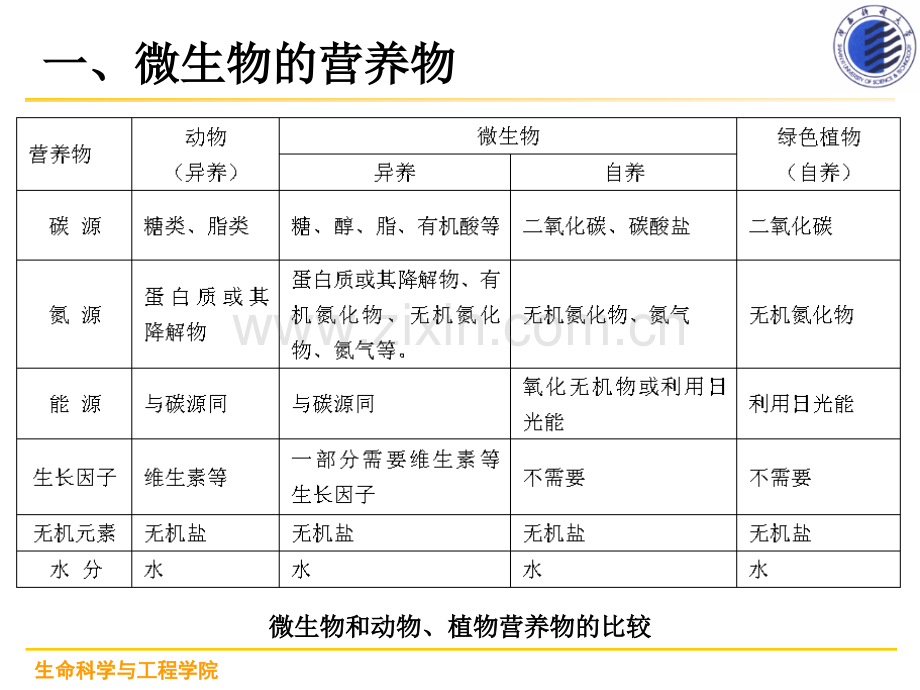 微生物的营养与培养.pptx_第3页