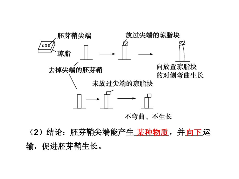 高三生物植物激素调节.pptx_第3页