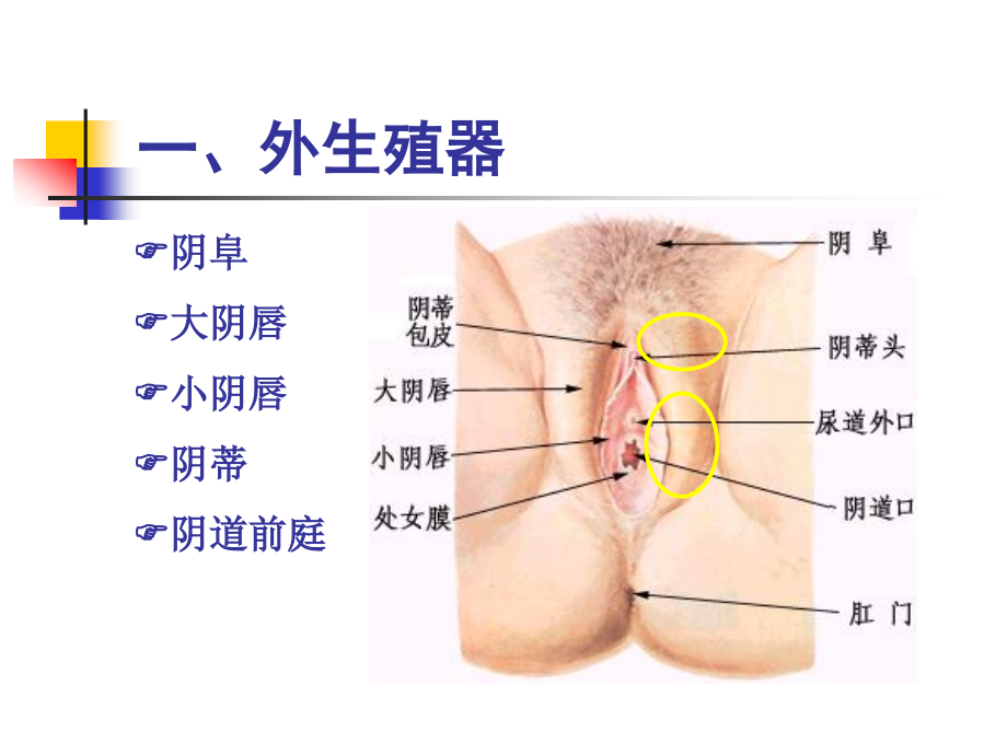 《妇产科护理学》教程-第二章--女性生殖系统解剖与生理.pptx_第3页