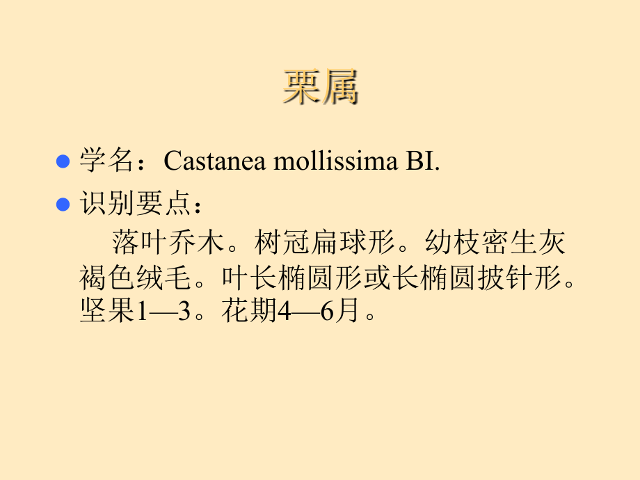 观赏树木各论(壳斗科、榆科、桑科)教学教程.ppt_第3页