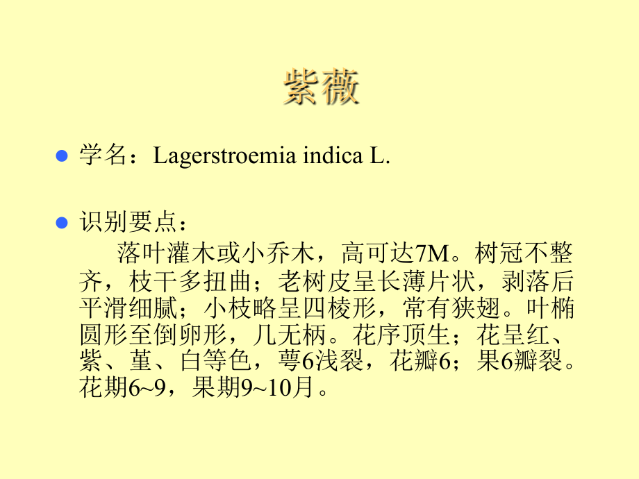 观赏树木各论(千屈菜科、石榴科、山茱萸科)教学教程.ppt_第3页